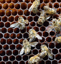 Bees on Honeycomb