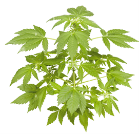 Hemp Plant