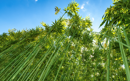 Hemp Field